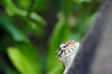 Indian chameleon sitting in tree branch. Portrait of Indian chameleon holding the branch of a tree and looking the camera.
