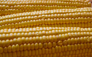 Fresh yellow juicy peeled corn close-up, corn background. Popcorn production