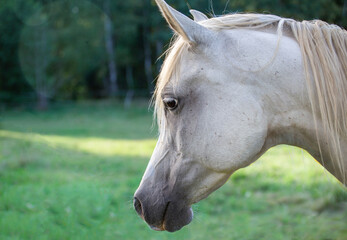 Horse portrait, head. White horse on the background of the forest. Arabic
