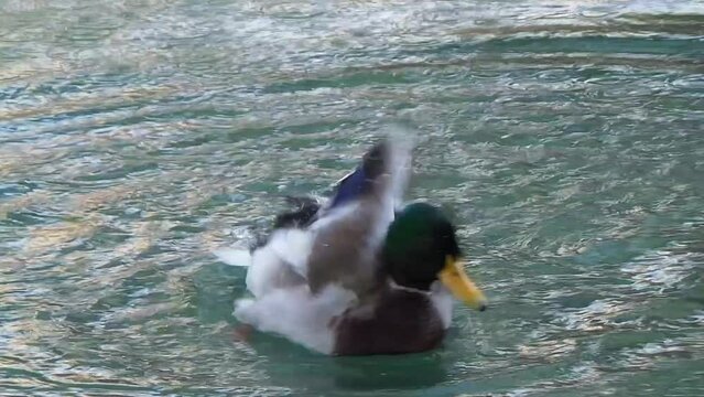 Un canard dr&ocirc;le dans l'eau fait sa toilette