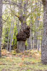 Chestnut forest in the Castanar El Tiemblo. Avila (Spain)