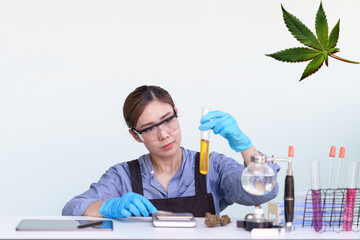 Plant scientist working in Sativa Cannabis agriculture farm for research hemp to use in hospital sleep and cancer medications treatment