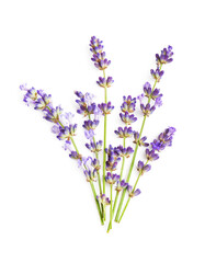 Obraz premium Lavender flowers isolated on white background