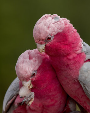 close up of a parrot