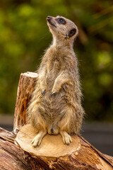 meerkat on guard