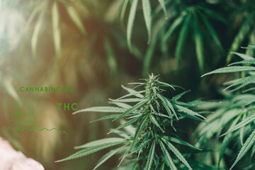 Marijuana cultivation. Cannabis cultivation. Green background. Nature herb pot. Weed medicine leaf. Grow indica flowering. Cannabis plant .