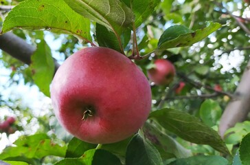 Very beautiful growing red apples on the branches. Apple tree with fruits. Autumn. Harvest of apples. - 537725086