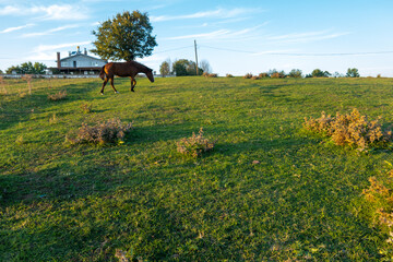 Wild horses and their horse cub roaming on the grass.Igneada district. Kirklareli city. Turkey.

