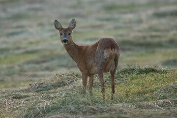 Roe deer on a freshly mown summer meadow