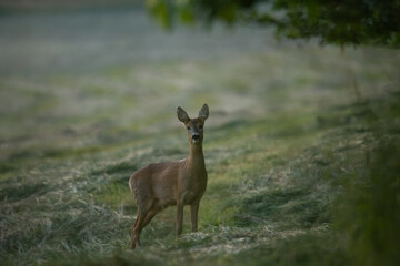 Roe deer on a freshly mown summer meadow