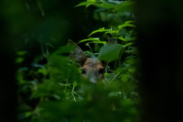 hunting background, antler, fiel, animal, natural beauty, deer looks through leaves in the forest
