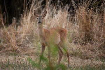 young deer scenting the meadow