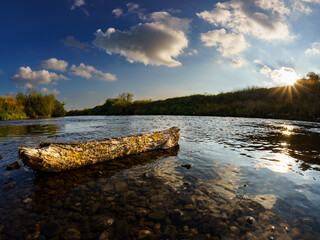 Baum im Fluss