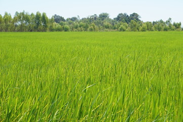 Fototapeta premium Green fresh rice field farm farming planting agriculture nature landscape greenery scenery background banner backdrop 