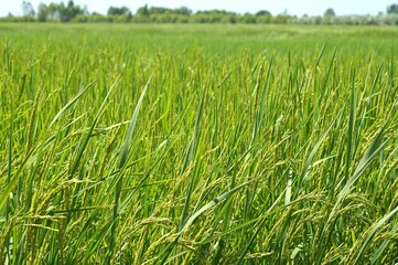 Green fresh rice field farm farming planting agriculture nature landscape greenery scenery background banner backdrop  