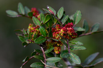 Mastic, Lentisk // Wilde Pistazie, Mastixstrauch (Pistacia lentiscus) - Greece