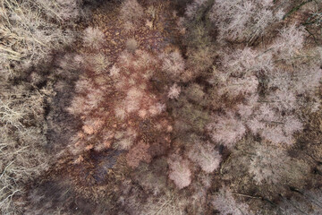 Aerial top view of autumn trees with branches without leaves. Abstract nature background