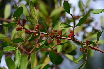 Mastic, Lentisk // Wilde Pistazie, Mastixstrauch (Pistacia lentiscus) - Greece