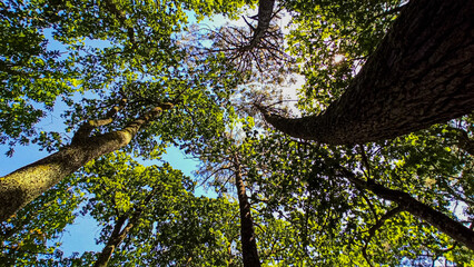 Ciel entre les arbres