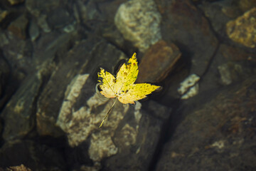 yellow maple leaf on the water