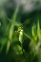 A small green grasshopper sitting in the grass eating a bud of a plant