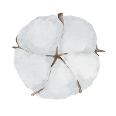 watercolor cotton plant isolated on transparency background ep05