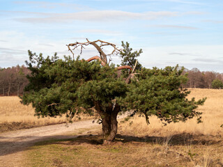 Fototapeta premium Trees in nature