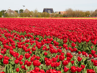 Dutch tulip landscape