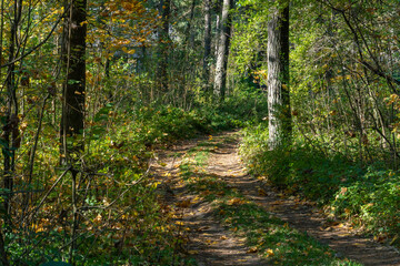 A dirt road passes through the autumn forest. Colorful trees in the autumn season during sunset. Quiet and cozy paths for walking through the forest in the early morning.