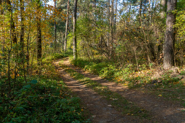 Fototapeta na wymiar A dirt road passes through the autumn forest. Colorful trees in the autumn season during sunset. Quiet and cozy paths for walking through the forest in the early morning.