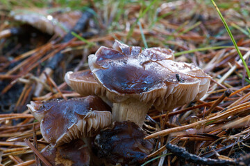 grzyb runo leśne kapelusz trzon © Piotr