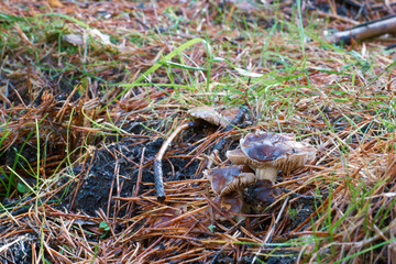 grzyb runo leśne kapelusz trzon © Piotr
