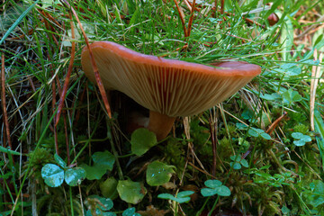 grzyb runo leśne kapelusz trzon © Piotr