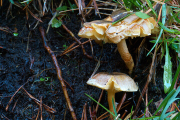 grzyb runo leśne kapelusz trzon © Piotr