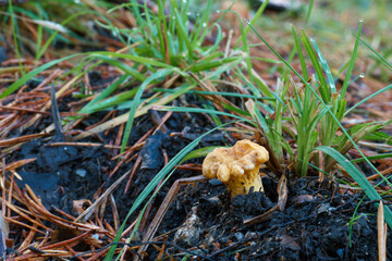grzyb runo leśne kapelusz trzon © Piotr