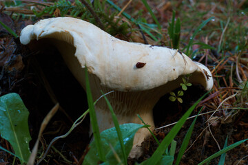 grzyb runo leśne kapelusz trzon © Piotr