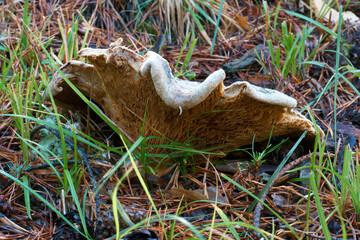 grzyb runo leśne kapelusz trzon © Piotr
