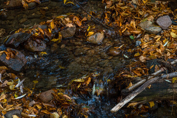 A small stream flowing through a crevice in the forest past rocks and fallen rotten tree trunks. Autumn landscape in a wild remote forest, rocks and tree stumps covered with moss.