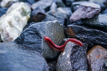 Closeup shot of a red millipede crawling around on wet rocks