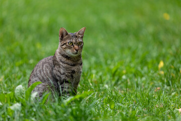 tabby cat sitting on grass