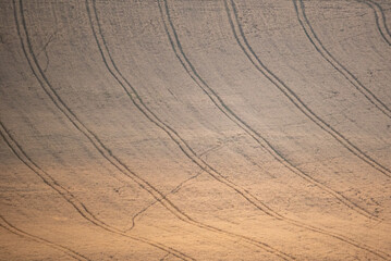 Naklejka premium texture field of wheat