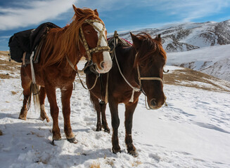 Two saddled horses are resting on the route in the mountains in winter.