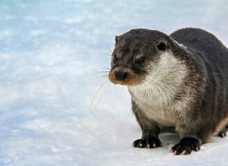 Portrait of river European otter sitting in the snow in winter.