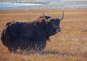 Wild bull of Tibetan yak stands on pasture in the mountains.