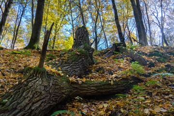 Autumn forest and colorful leaves are lying on the ground. Large tree trunks are scattered along the cleft of the deep forest. Bizarre shadows fall from trees in the forest during sunset.