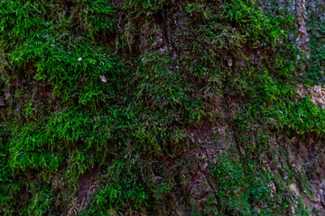 Moss background on tree bark close-up. Natural natural background. Trees overgrown with thick moss in a fabulous autumn forest