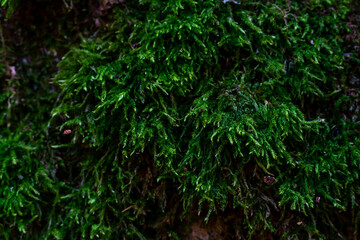 Fototapeta na wymiar Moss background on tree bark close-up. Natural natural background. Trees overgrown with thick moss in a fabulous autumn forest