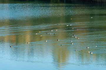 A large flock of ducks swim serenely on the mirrored surface of the lake. Wild duck hunting season. Migration of the grey duck.