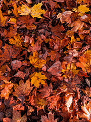 autumn leaves in the park