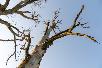 A dry, fat-free tree, eaten by a bark beetle. A sick tree without bark in the desert against a lifeless blue sky. Damaged trees in the forest from pesticides and agrochemicals.